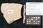Foto (Objekt + Etikett) von Banksia ungeri Ettingshausen (NHMW-GEO-2024-0188-7937)